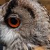 Battlefield Falconry Centre (@bfalconry) Twitter profile photo Battlefield Falconry Centre (@bfalconry) Twitter profile photo