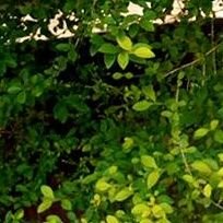 iyanux's profile picture. I AM