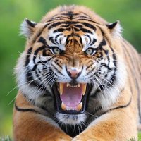 Tiger Tex(@TigerTex1) 's Twitter Profile Photo
