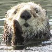 See Otter TV Updates(@SeeOTTerTV_bot) 's Twitter Profile Photo