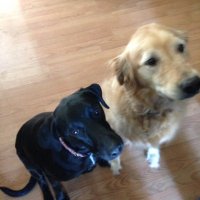RobinNP (@robinketchum7) 's Twitter Profile