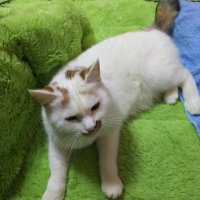 ちぃ (@iuze5dftiiahpdu) 's Twitter Profile
