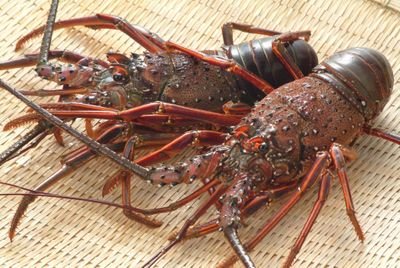 天草市でおさかな自販機で天草の魚を販売中
活魚、鮮魚も発送します。