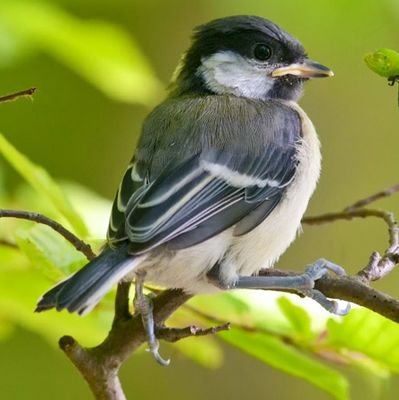 iskrenazena's profile picture. 