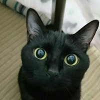 zizichin@黒猫大好き (@zizichin1) 's Twitter Profile Photo zizichin@黒猫大好き (@zizichin1) 's Twitter Profile Photo