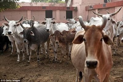 भारतीय गौ रक्षा दल सेवक