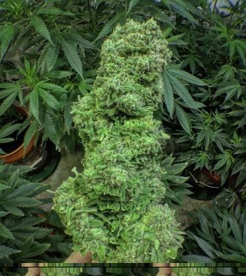Literally what I think about when I'm high đš Peace â