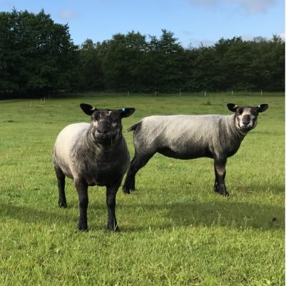 The newest flock of Blue Texels in Suffolk! Dutch imports and Xana ewes to start the flock. Contact for ewe lambs and Shearling Rams