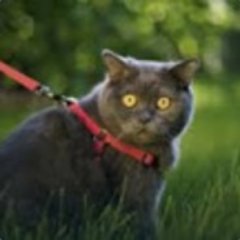 StefanFN3's profile picture. 🇵🇱 18yo