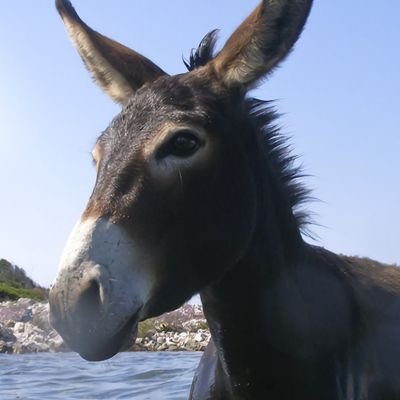 DAilijasic's profile picture. 