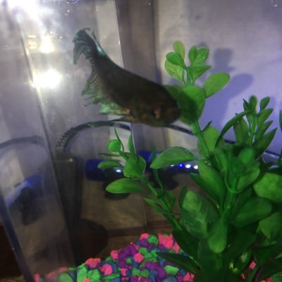 savebettafish's profile picture. Help us make people aware of the proper way to care for Betta fish and to change pet stores policies in Betta fish care!