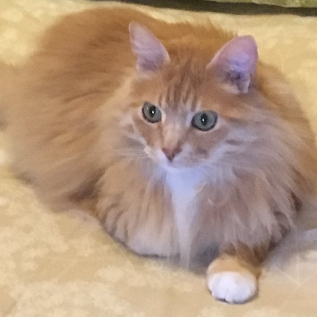 valponuevo's profile picture. 