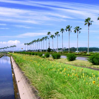 こんにちは！宮崎市都市計画課公式X（旧ツイッター）です。宮崎市版365日誕生花やイベント案内、景観スポット紹介などの景観情報をお届けします。※返信等を利用したご意見等に対しては原則回答いたしませんのでご了承ください。ご意見等ございましたら、直接電話やメールでお寄せください。（電話）0985-21-1811