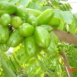 panchatan's profile picture. fussy but joyful