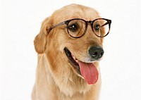 DrDogs247 Profile Picture