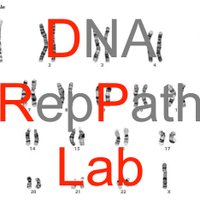 DNA-RepPath Lab (@dna_reppath_lab) 's Twitter Profile Photo