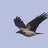 cornix_forever's profile image