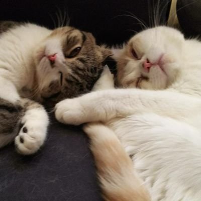ねこまるのプロフィール写真
