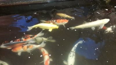 DickRotmans's profile picture. Actieve Senior met gevoel voor droge Humor die graag gaat sporten. Kijk ook graag naar Sport en geniet van het leven.