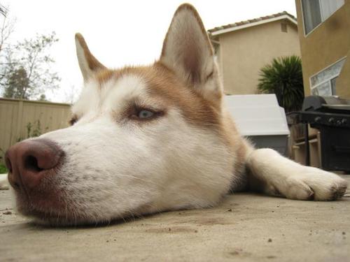 RealSaber's profile picture. 