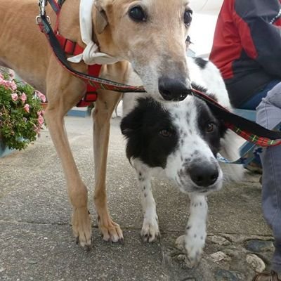 Ozzy I finks I'm a greyhound, furbro to the legend Big Willy OTRB 21-1-15, He learned me all I nose, @icklespongecake & @icklechloe are me sisfurs