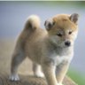 ivvB7DyaHPf8jXf's profile picture. 