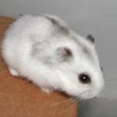 iRoboHamster Profile Picture