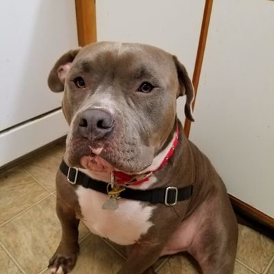 papy4253's profile picture. cutest pitty ever