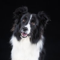 Jodi Kellar-Jackson (@kellarjodi) 's Twitter Profile