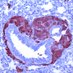 WeichhartLab (@weichhartlab) Twitter profile photo WeichhartLab (@weichhartlab) Twitter profile photo