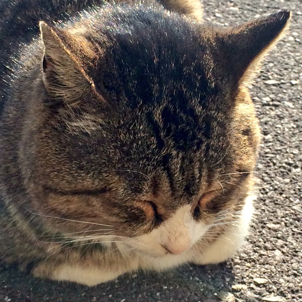 つぼねこ🍏さんのプロフィール画像