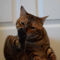 Brian The Cat (@brianthecat4) 's Twitter Profile
