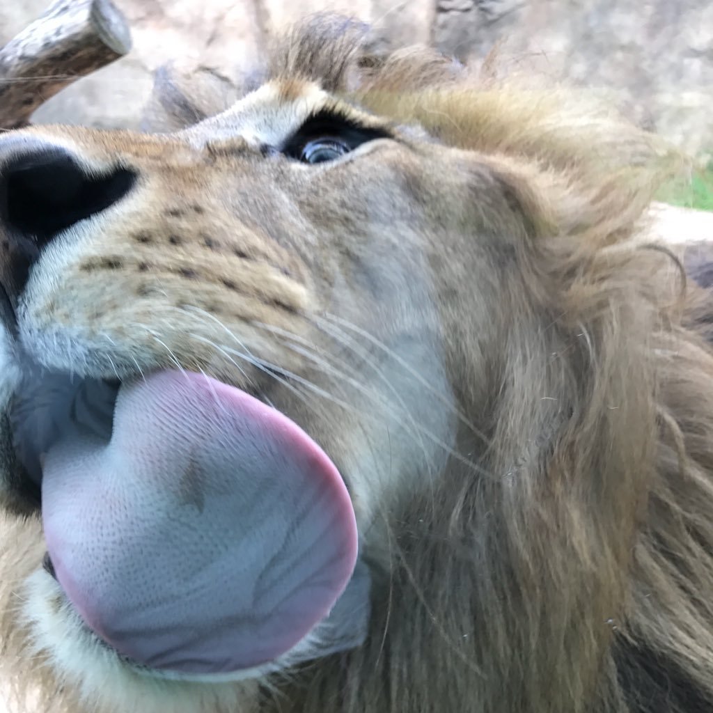 大きな猫さま🦁