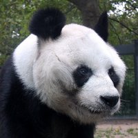 Panda das Minas (@pandadasminas) 's Twitter Profile