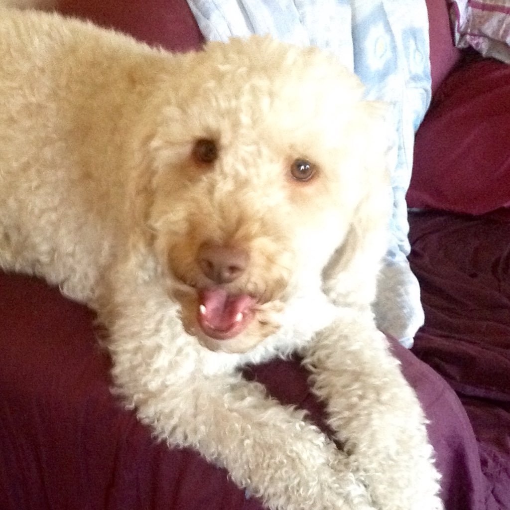 JimmiDoodle's profile picture. Older ¥RN Leftie&PoliticalJunkie, CatHerder & DogTamer💜AllCritters!🎶🌏👣🌈☮📚🌊RESIST #Murdoch #LNP🐽#IPA #NeoCons & ARSEHOLERY ALWAYS! GoALP2022🥳