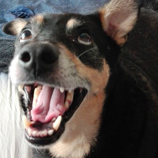 Hello my name is Max. I am an #AustralianKelpie #dog living with my humans @Sailor_gamer and @CosasParaTener in #BuenosAires #Argentina