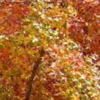Southern Highlands (@sthhighlands) Twitter profile photo