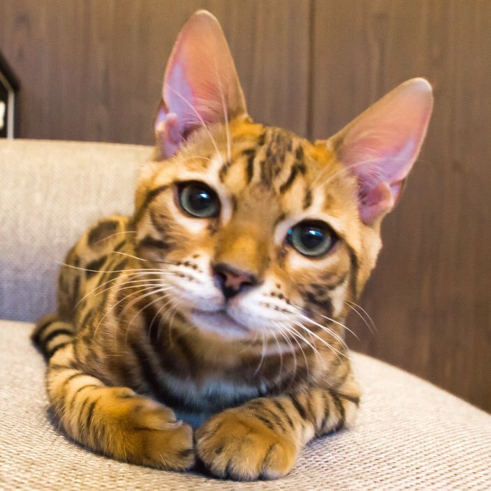 vapflo's profile picture. 