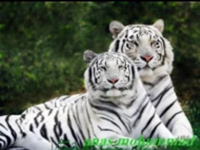 I441FhTh843WzMZ's profile picture. 