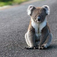 Koala2L(@Koala2L) 's Twitter Profile Photo