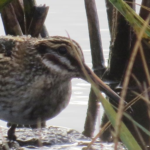 Birds, nature, conservation, countryside in Norfolk and beyond