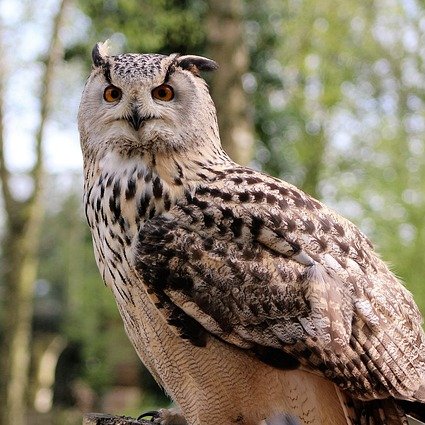 yoshiifukurou's profile picture. 