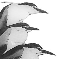 Waterbird Society (@waterbirdsociet) 's Twitter Profile