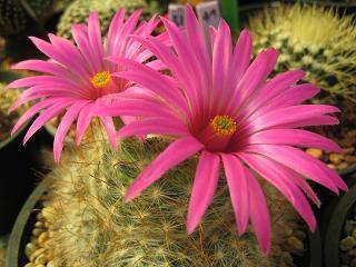 cacti_for_sale's profile picture. Verry"@MorphLayer"