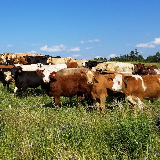 NSCP promotes & assists in sustainable development of NS’s beef production industry in the best interest of the members, as well as all Nova Scotians.