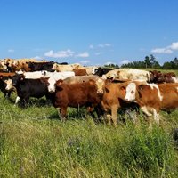 Nova Scotia Cattle Producers (@nscattle) 's Twitter Profile Photo Nova Scotia Cattle Producers (@nscattle) 's Twitter Profile Photo