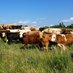 Nova Scotia Cattle Producers (@nscattle) Twitter profile photo Nova Scotia Cattle Producers (@nscattle) Twitter profile photo