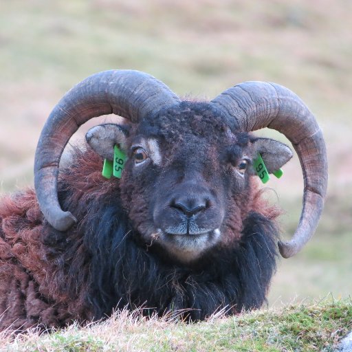 Living life on the edge since the Bronze Age.
News and photos from the long-term study of wild Soay sheep on St Kilda.
📷 : https://t.co/Y8BVDaH5qZ
