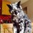 khetiarah's profile image