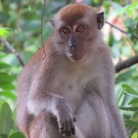 Macaque Chaya(@chitayat_PO) 's Twitter Profile Photo